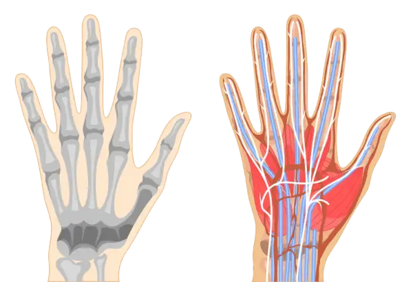 Vergleich von Skelett und Gefäßsystem der Hand. Die Hand anatomie zeigt Knochen, Muskeln, Nerven und Blutgefäße.