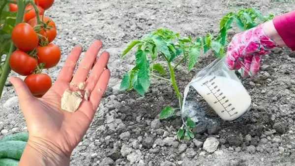 Jak zrobić nawóz z drożdży do pomidorów i uzyskać obfite plony