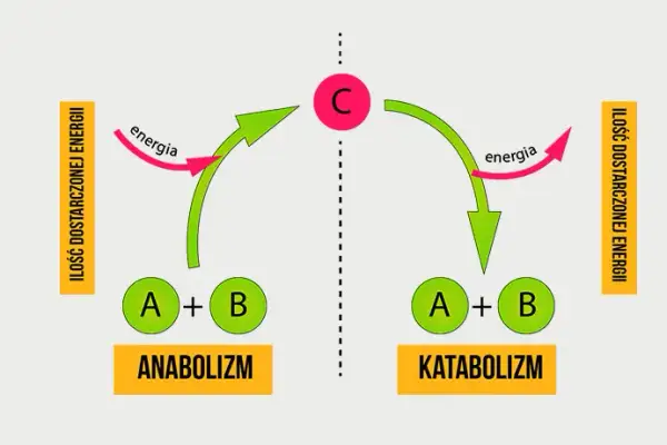 Co to jest metabolizm w biologii i jak wpływa na organizmy?