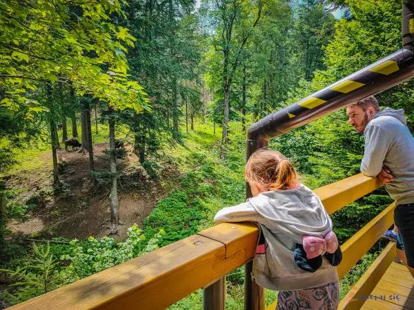Rodzina obserwuje żubry w lesie, wspaniały park rozrywki dla dzieci podkarpackie.