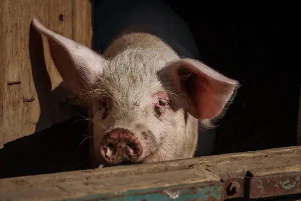 Un cochon rose, peut-être un verrat, regarde hors d'une étable en bois. La différence entre porc, cochon et verrat est subtile.