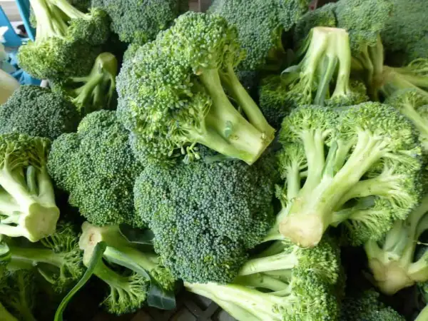 Cuándo plantar brócoli para evitar errores comunes en el cultivo