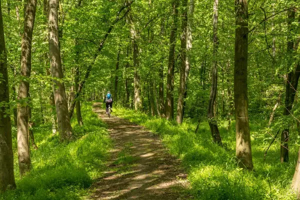 Osoba na rowerze przemierza malowniczą ścieżkę w Dolinie Bystrzycy. Zielone drzewa i bujna roślinność tworzą piękny krajobraz.