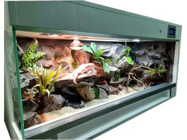 Idealne terrarium dla gekona lamparciego: skalne kryjówki, rośliny i ciepło. Gekon wygrzewa się na skale.