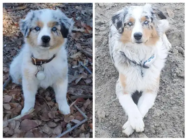 Zwei Australian Shepherds mit faszinierenden, colored eyes. Ein Welpe sitzt im Laub, der andere liegt entspannt im Sand.