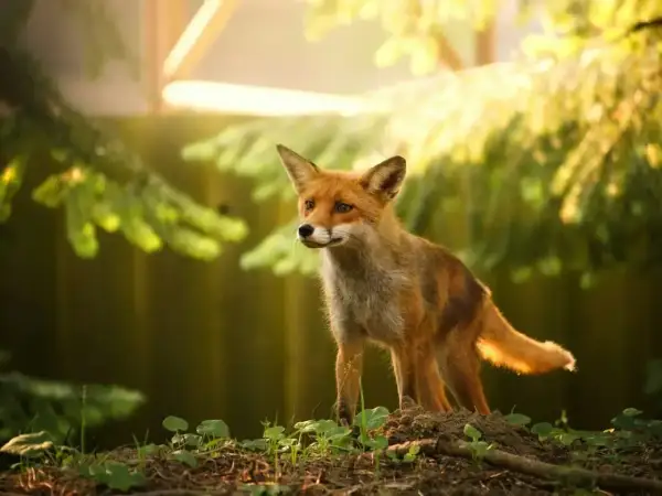Rudzielec, lis domowy, w słonecznym świetle lasu, czujnie nasłuchuje.