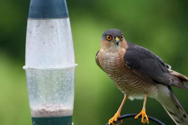 Un épervier aux yeux perçants près d'une mangeoire. Pour savoir comment faire fuir un épervier, observez sa technique de chasse.