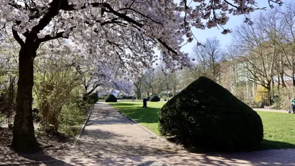 Kirschblüten säumen den Weg am Platz der Republik Hamburg. Ein Spaziergänger genießt die Frühlingssonne.