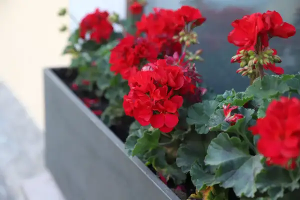 Jak przycinać pelargonie, aby uniknąć błędów i cieszyć się zdrowiem roślin