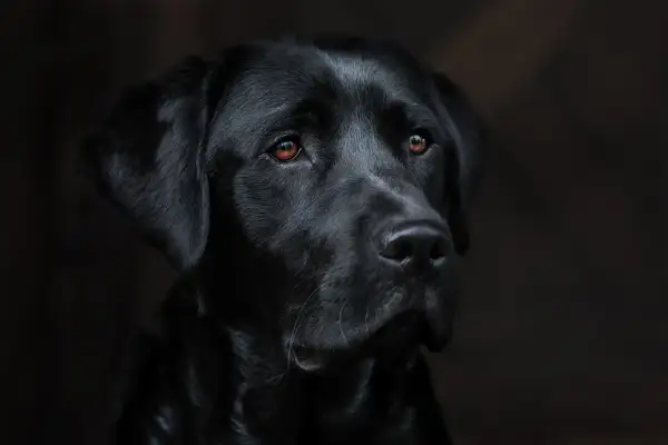 Portret czarnego labradora z brązowymi oczami na ciemnym tle.