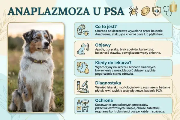 Anaplazmoza u psa: objawy to apatia, gorączka, kulawizna. Choroba odkleszczowa atakuje krwinki.