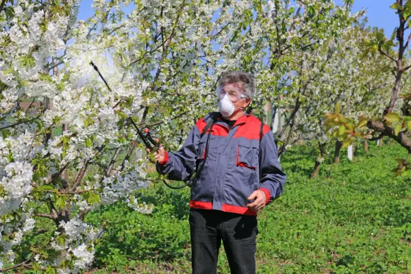 Mężczyzna w masce i okularach ochronnych wykonuje opryski drzew owocowych w kwitnącym sadzie.