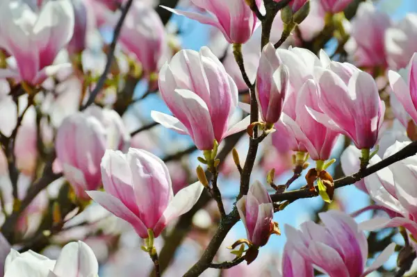 Delikatne kompozycje z magnolią, z różowymi i białymi płatkami, kwitnące na tle błękitnego nieba.