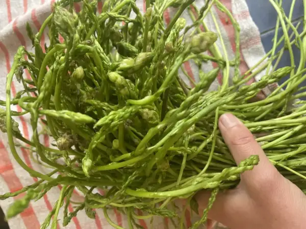Une main tient un bouquet d'asperges sauvages vertes et fines, prêtes à être cuisinées.