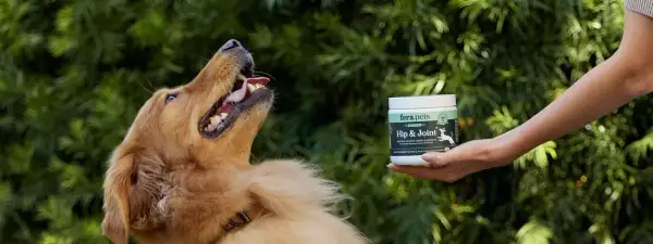 Złoty retriever z otwartym pyskiem czeka na przysmak. Dłoń trzyma opakowanie FeraPaws Hip & Joint, wspierające stawy i mobilność.