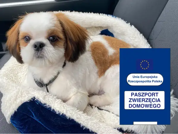 Jak wyrobić paszport dla psa - uniknij problemów z podróżą
