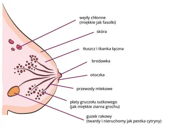 Masaż piersi: jędrność, zdrowie, samobadanie. Czy znasz wszystkie korzyści?