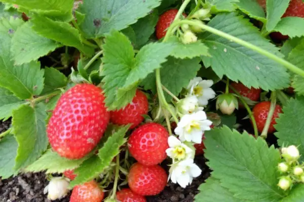 Gros fruits rouges et fleurs blanches sur une fraisier plante.