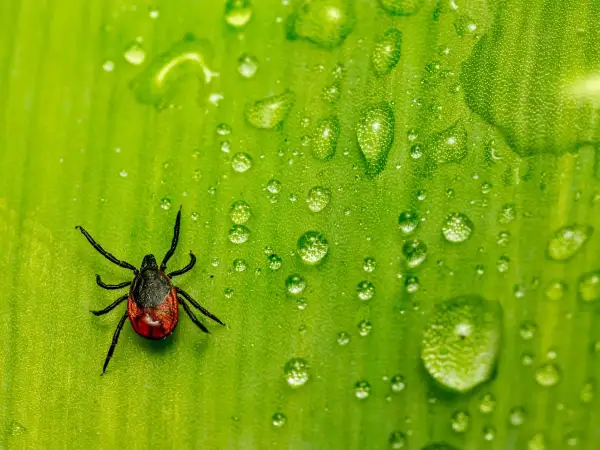 Kleszcz na zielonym liściu, otoczony kroplami rosy. Spirytus mrówczany na kleszcze to domowy sposób na pozbycie się tego pasożyta.
