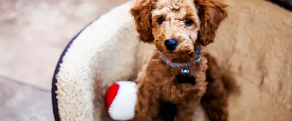 Uroczy szczeniak rasy Goldendoodle w legowisku, obok czerwono-biała piłeczka. Może jego imię to Edek?