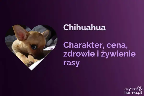 Uroczy piesek chihuahua, znany też jako pies ciulala, w sercu. Informacje o rasie: charakter, cena, zdrowie i żywienie.