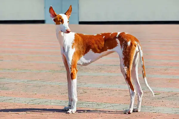 Elegancki podenco z Ibizy o rudych łatach na białym tle, z charakterystycznymi, sterczącymi uszami, dumnie prezentuje swoją sylwetkę na brukowanym placu.