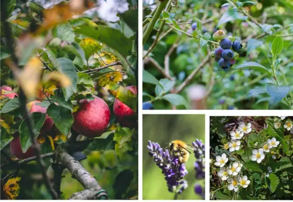 Mele rosse, mirtilli, un'ape su lavanda e fragoline di bosco: un assaggio di un rigoglioso food forest.