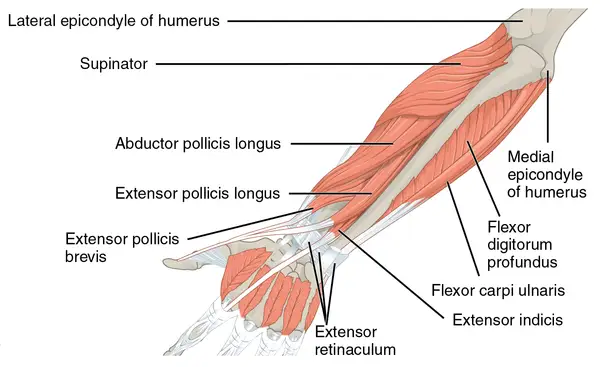 Anatomia przedramienia: mięśnie prostowniki i zginacze, kości ramienia i nadgarstka.
