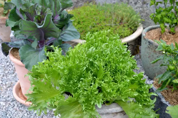Frisk, grönbladig sallat i kruka, perfekt för att odla sallad i kruka inomhus. Bredvid syns en rödbladig kål och andra växter i krukor.