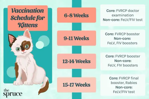 A cute kitten illustration accompanies a kitten vaccine schedule, detailing core and non-core vaccinations by age.