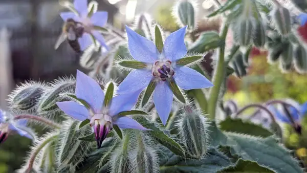Blaue Borretschblüten mit behaarten Blättern und Knospen. Eine Biene sammelt Nektar. Der ideale borretsch standort ist sonnig.