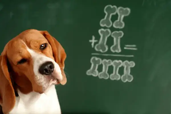 Beagle zamyśla się nad zadaniem z kości na tablicy. Czy pies rozumie co się do niego mówi?