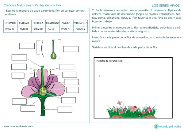 Ilustración didáctica para niños sobre las partes de una flor, con etiquetas para completar.