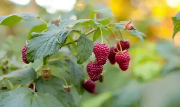 Cómo cuidar el arbusto de frambuesas para obtener frutos abundantes