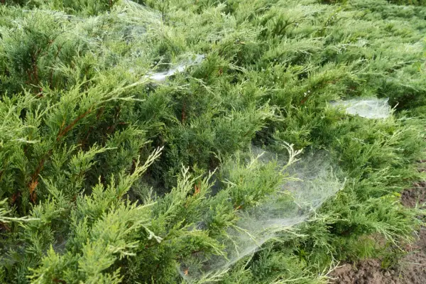 Jak usunąć pajęczyny z elewacji - sprawdzone sposoby na czystość