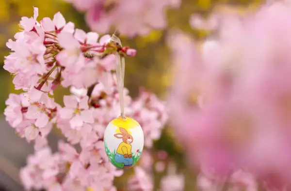Ein bemalter Osterhase auf einem Ei hängt an einem blühenden Kirschbaum. Bald ist die Osternacht, die Zeit der Freude und des Neubeginns.