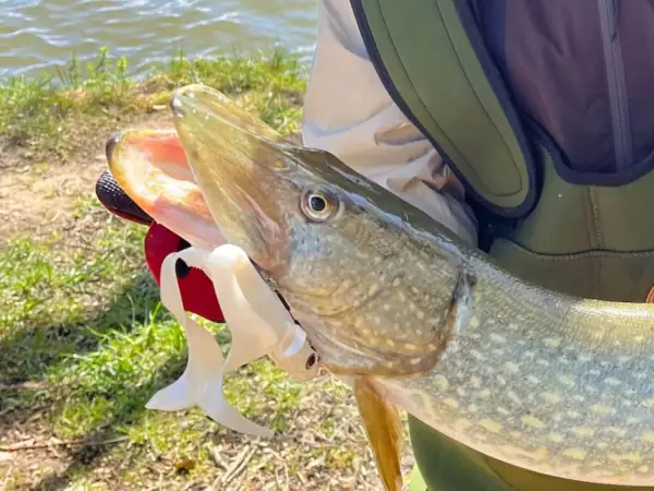 Ein Angler hält einen großen Hecht, gefangen beim Angeln im Februar. Der Fisch hat ein offenes Maul mit einem weißen Gummiköder.