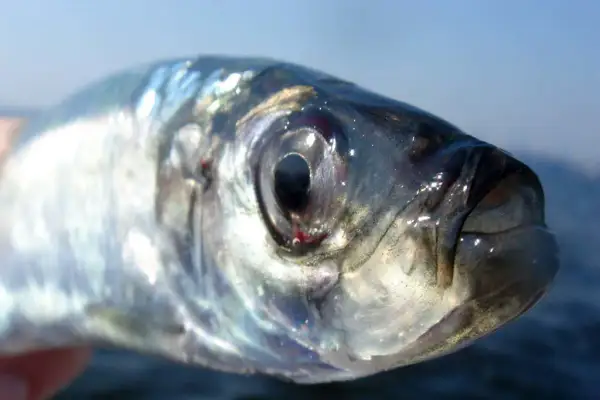 Nahaufnahme eines Heringes, der in Stralsund gefangen wurde. Sein glänzendes Auge blickt neugierig in die Kamera.