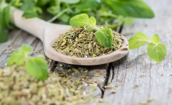 Ein Holzlöffel voller getrocknetem Oregano, daneben frische Blätter. Perfekt für die Küche, ob frisch oder getrocknet, Oregano verfeinert jedes Gericht.