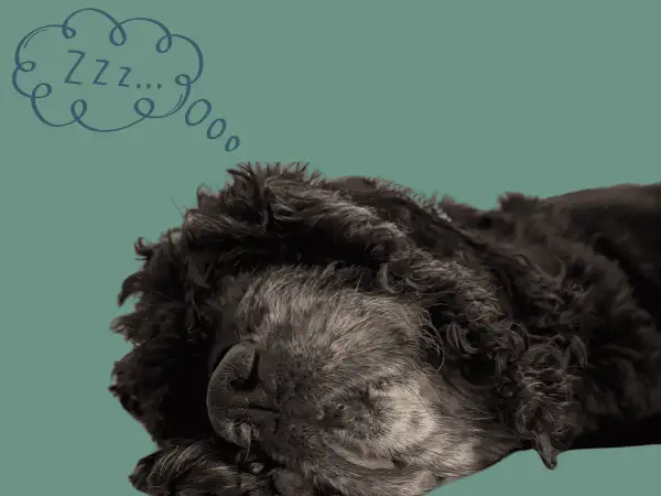 Ein dunkler Hund schläft tief und fest. Über ihm schwebt eine Sprechblase mit "Zzz...", denn alte Hunde schlafen viel.