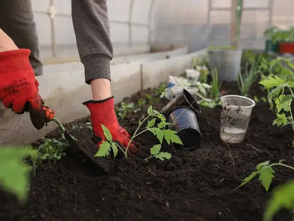 Hand i röd handske planterar tomatplanta i mullrik jord i växthus.