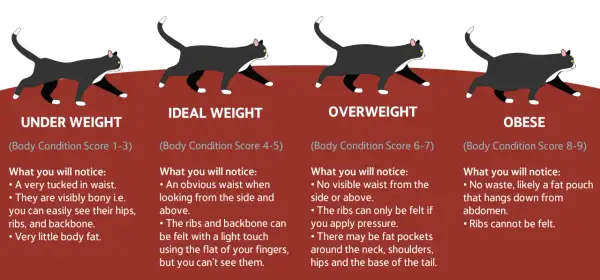 An obese cat illustration shows a cat with no visible waist and a fat pouch hanging from its abdomen. Ribs are not felt.
