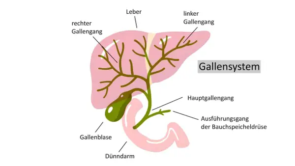 Schema des Gallensystems: Leber, Gallenblase, Gallengänge. Ein gallengang verstopft kann die lebenserwartung beeinflussen.