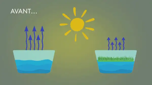 Le soleil stimule le calcul évaporation de l'eau dans deux récipients : l'un avec de l'eau pure, l'autre avec de l'herbe.