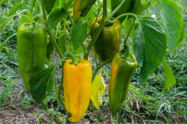 Pianta di peperoni con frutti verdi e gialli, alcuni ancora acerbi. L'altezza della pianta peperone è ideale per la raccolta.