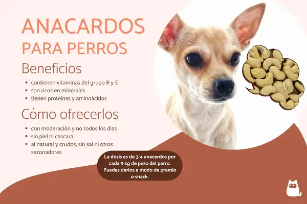 Primer plano de un perro chihuahua junto a un montón de anacardos.