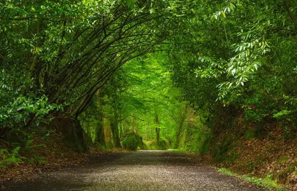 Camino verde y frondoso, ideal para descubrir rutas cerca de Pamplona. Un túnel natural de árboles te invita a explorar.