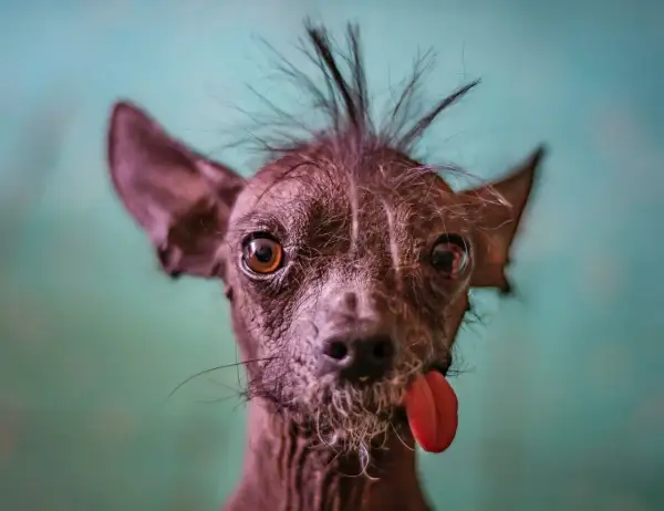 Un cane senza pelo, forse la prima razza di cane al mondo, con la lingua fuori e un ciuffo ribelle.