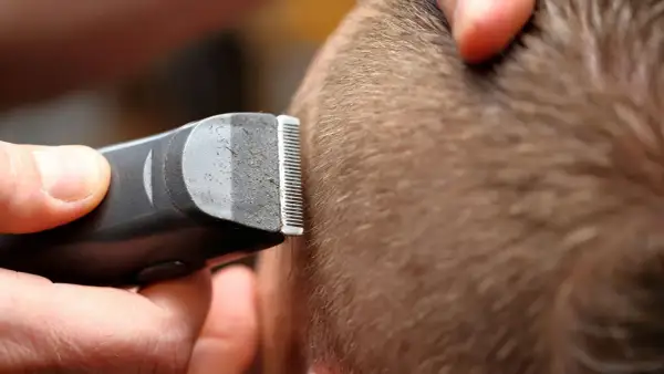 Gros plan sur une tondeuse à cheveux en action, le sabot effleurant la chevelure pour une coupe précise.
