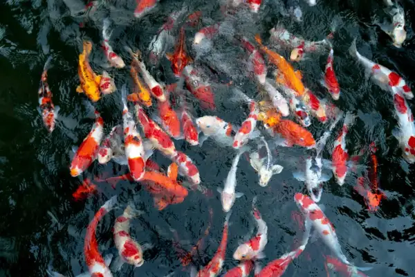 Un banc de poissons carpes aux couleurs vives, orange, blanc et noir, nageant dans une eau sombre. On dirait une joyeuse troupe de bébé carpe.